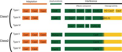 Application of CRISPR-Cas system in the diagnosis and therapy of ESKAPE infections